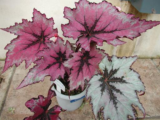 B. ‘Betelgeuse’